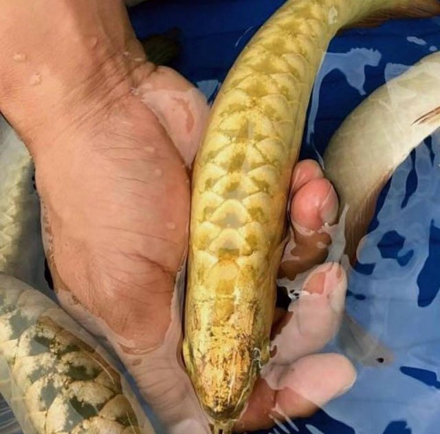Golden Crossback.jpg Golden Crossback.jpg