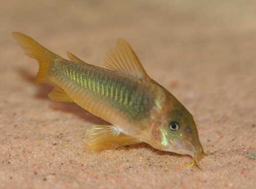 c_melanotaenia6.jpg