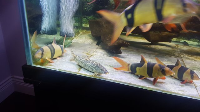 20180819_085455.jpg 20180819_085455.jpg