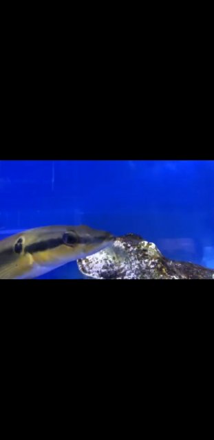 Screenshot_20180821-185045_Video Player.jpg Screenshot_20180821-185045_Video Player.jpg