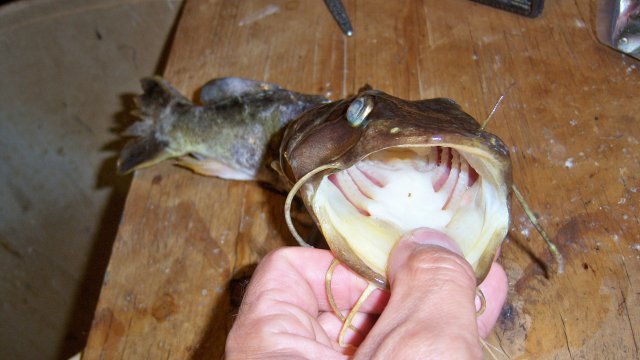 100_8195.JPG