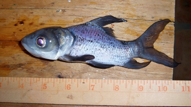 100_8204.JPG