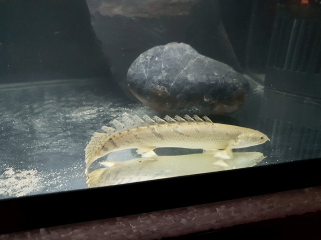 BA Baby Bichir 3 smalla.jpg
