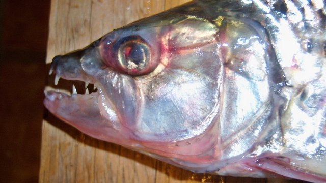 100_8222.JPG 100_8222.JPG
