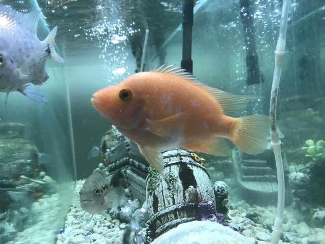 4ED6303E-A3CD-4F8E-98F2-14CB34B76CB3.jpeg 4ED6303E-A3CD-4F8E-98F2-14CB34B76CB3.jpeg