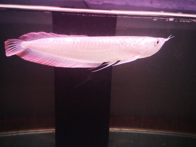 SliverPinkArowana.jpg