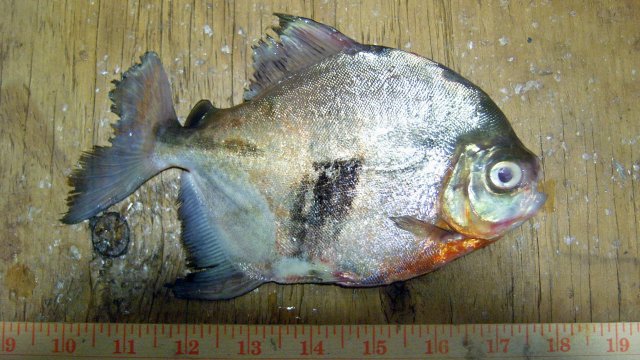 100_8223.JPG