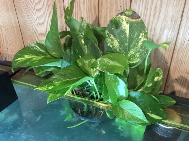 2404BAE9-1404-45FE-B26D-66FAC0317210.jpeg 2404BAE9-1404-45FE-B26D-66FAC0317210.jpeg