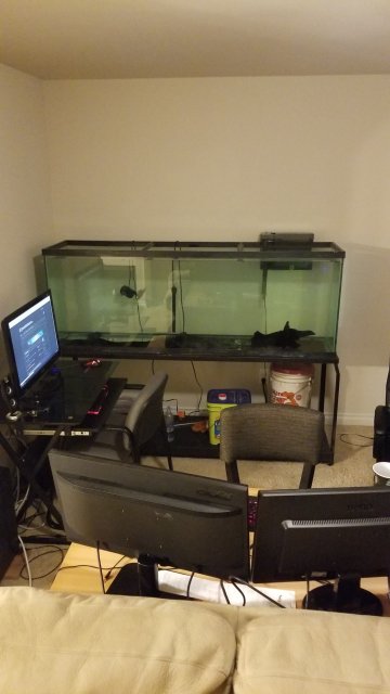 fish1.jpg