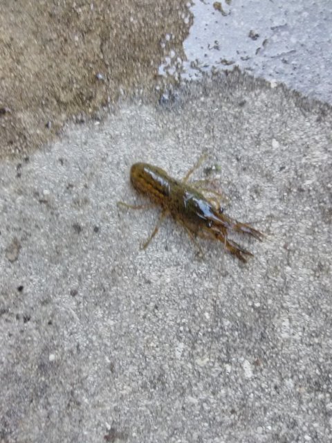 IMG_20180812_082312.jpg IMG_20180812_082312.jpg
