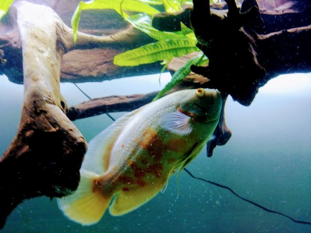 20180808_000735.jpg 20180808_000735.jpg