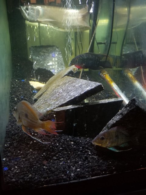 20180908_201347.jpg