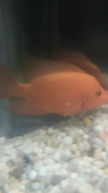 48DCA1C1-838E-400E-AD4F-779E384844E4.png 48DCA1C1-838E-400E-AD4F-779E384844E4.png