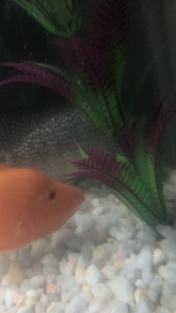 BECBCA2B-63DF-4665-8204-B0F9B9EC79FB.png BECBCA2B-63DF-4665-8204-B0F9B9EC79FB.png