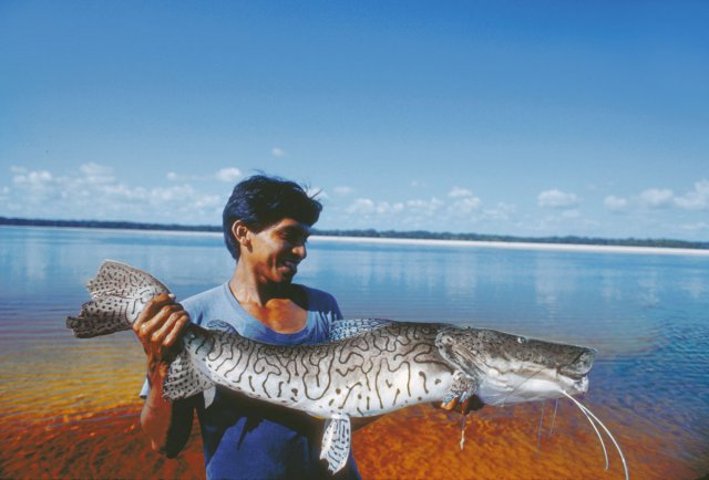 Rio Amazonas P Tigrinum Santarem Brazil.jpg