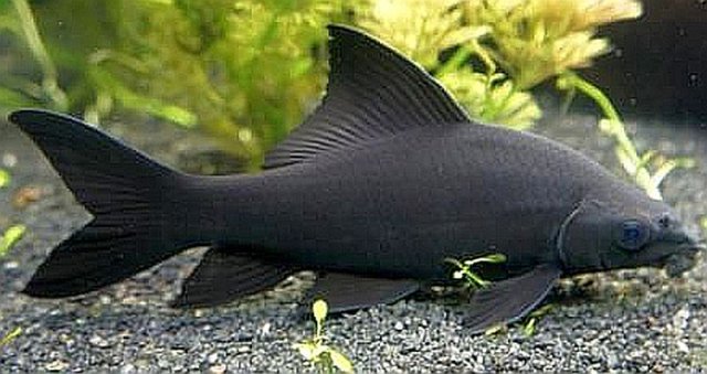 Black-Shark-Labeo-chrysophekadion.jpg Black-Shark-Labeo-chrysophekadion.jpg