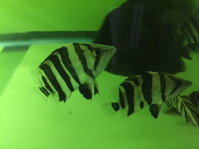 tiger sumatra .JPG