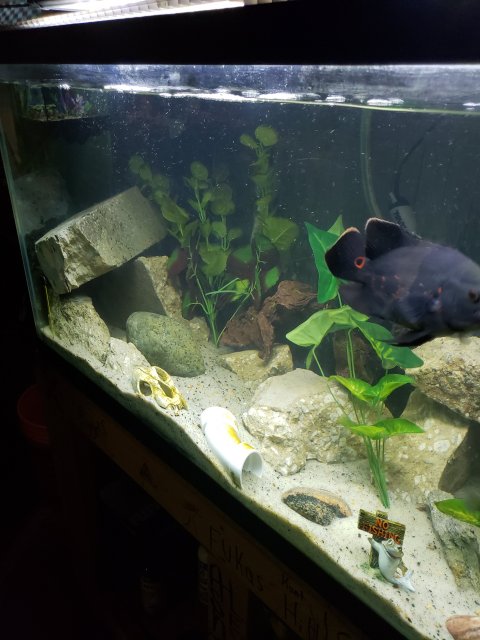 20180911_203855.jpg