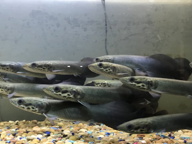 522230C1-1DFC-4CC1-A041-6D3E0C8C3C3E.jpeg 522230C1-1DFC-4CC1-A041-6D3E0C8C3C3E.jpeg