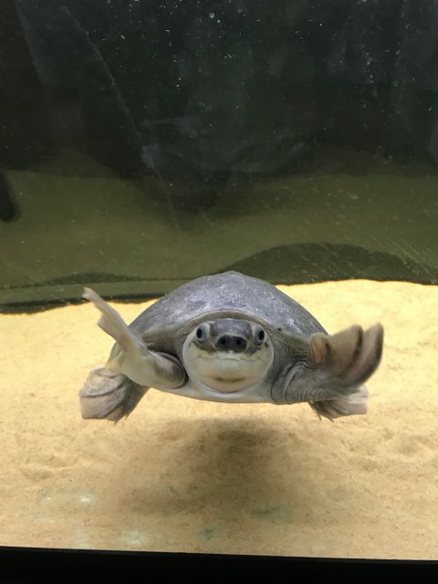 albino fly river turtle