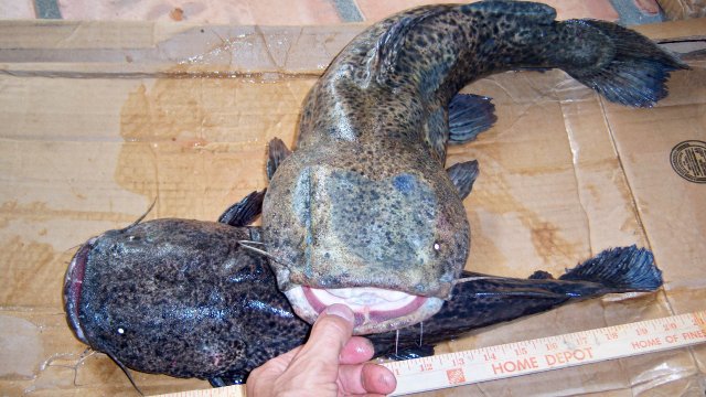 100_8202.JPG 100_8202.JPG