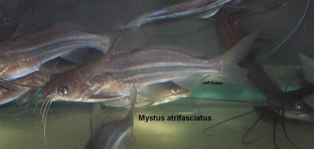 Mystus Catfish,