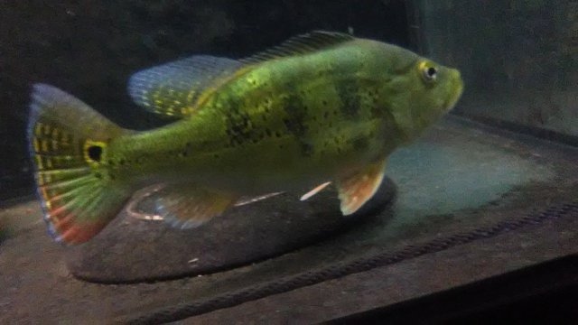 IMG_20180926_211110.jpg