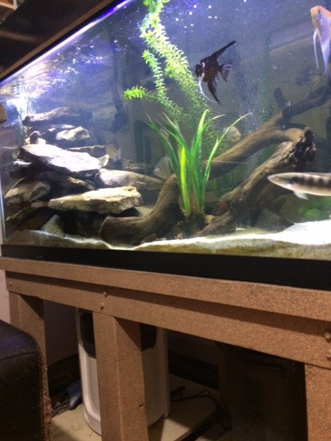 IMG_1185.JPG stand.jpg