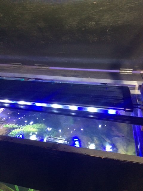 IMG_1182.JPG lid.jpg