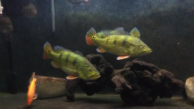 IMG_20180926_211246.jpg