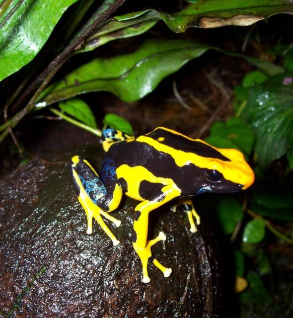 Frogs040.jpg