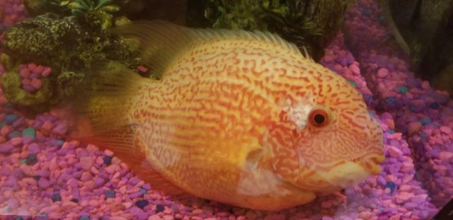 severum2.jpg severum2.jpg