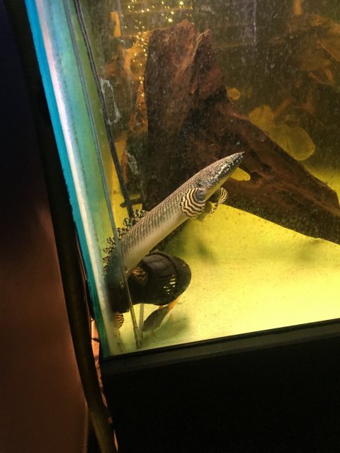 82E5B5F1-C3F1-40B6-B6F2-3398016D85DB.jpeg 82E5B5F1-C3F1-40B6-B6F2-3398016D85DB.jpeg