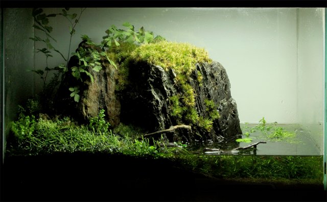 5gallon-paludarium.jpg