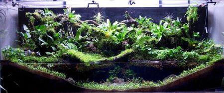 paludarium-59025e6c3df78c5456d722bb.jpg