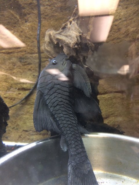 IMG_1192.JPG pleco.jpg