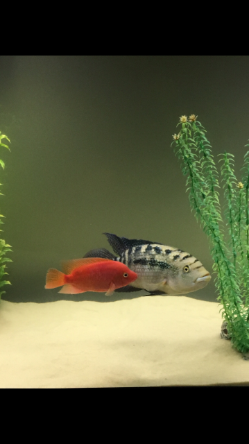 9F6147C4-E4B2-406A-9748-0AAE0261F55A.png 9F6147C4-E4B2-406A-9748-0AAE0261F55A.png