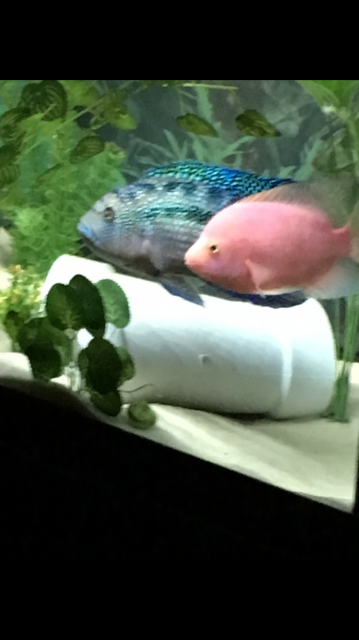 9AE519E9-D836-4C64-85BB-EE9896A422F3.png 9AE519E9-D836-4C64-85BB-EE9896A422F3.png