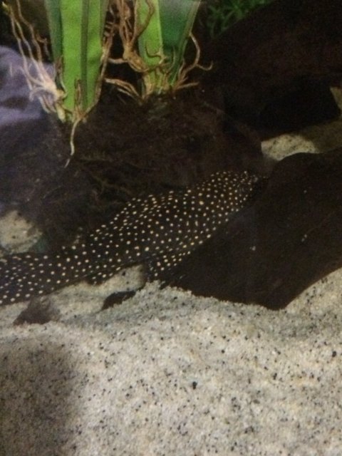 IMG_1199.JPGPLECO.jpg