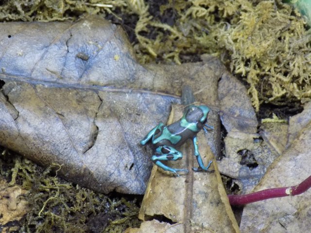 tortoise frog.JPG