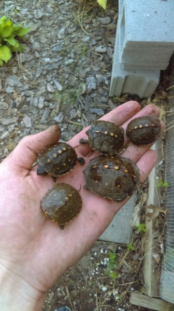 tortoise box.jpg