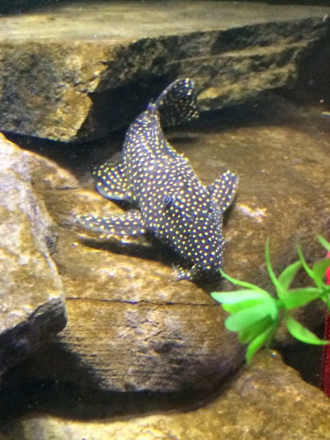 IMG_1203.JPG good pleco.jpg