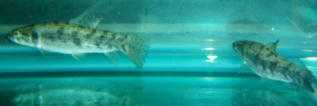 Wolf pack 2.JPG Wolf pack 2.JPG