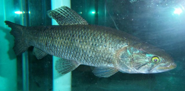 Wolffish 2.JPG Wolffish 2.JPG