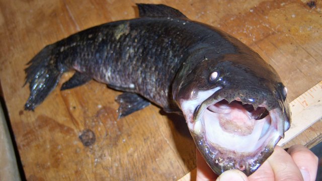 100_8225 (2).JPG 100_8225 (2).JPG