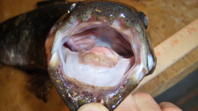 100_8222.JPG