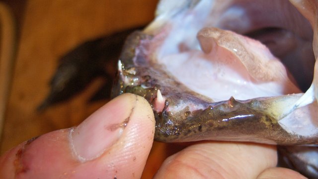 100_8223.JPG