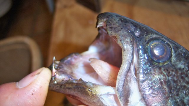 100_8224.JPG