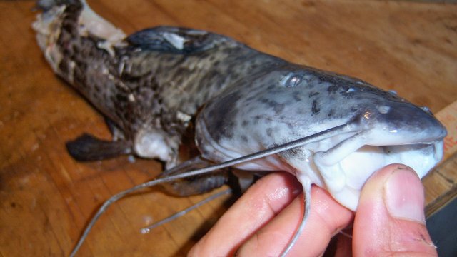 100_8234.JPG