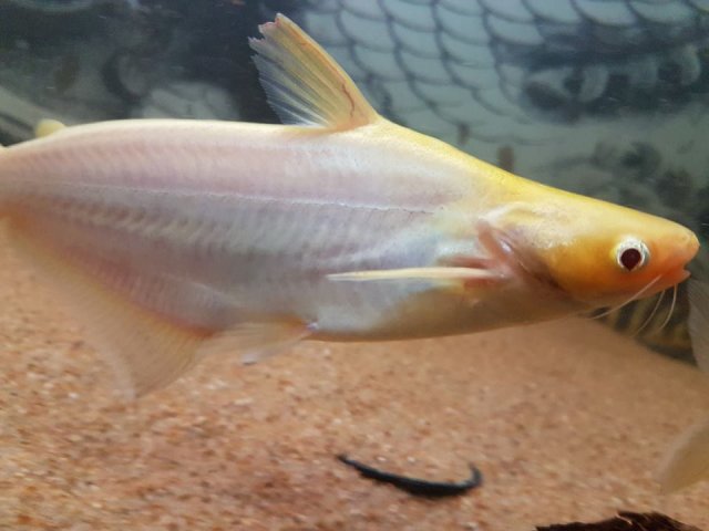 albino shark.jpg